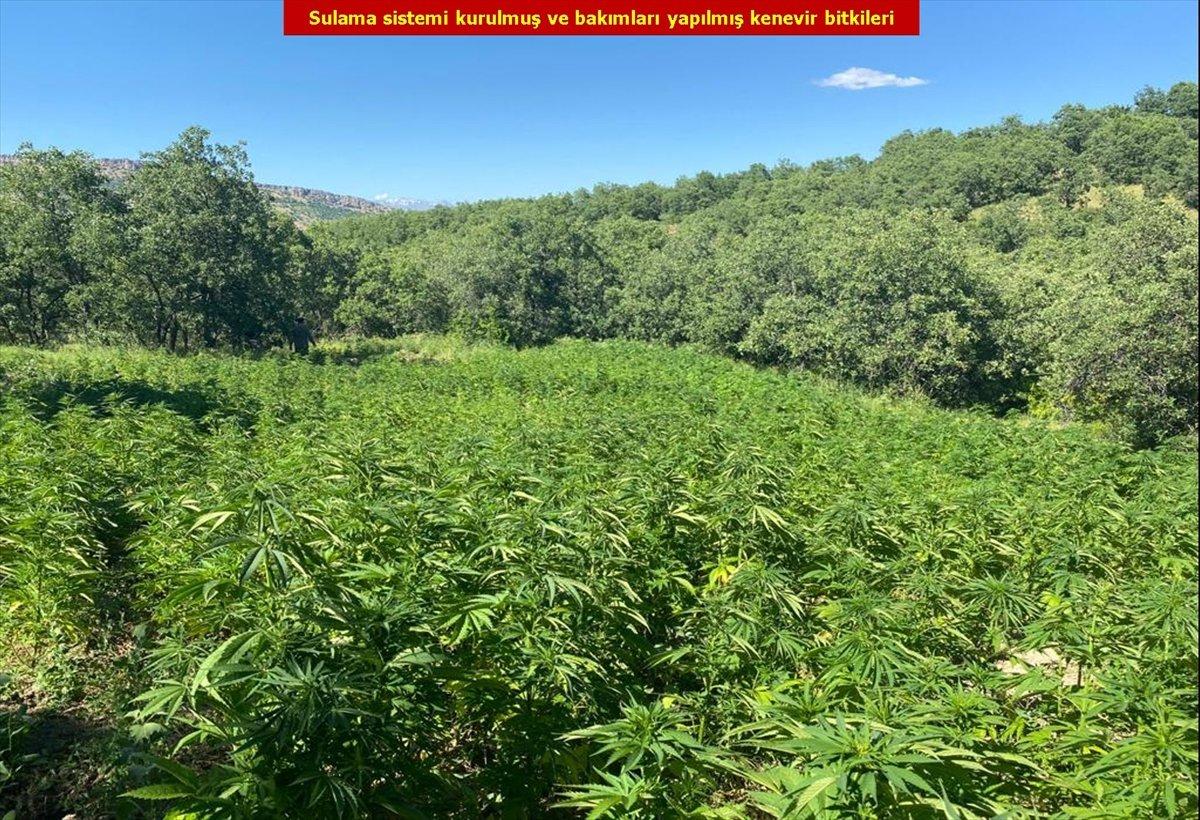 Diyarbakır'da 2 milyon 452 bin 500 kök kenevir bulundu