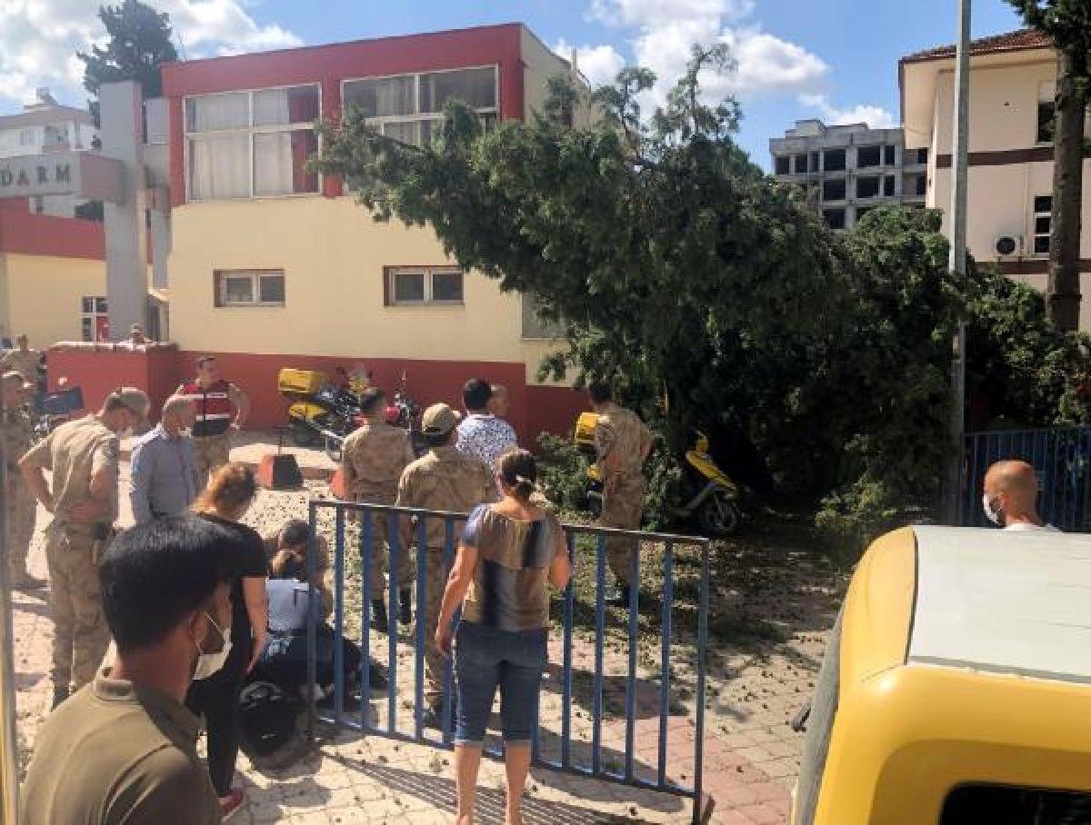 Osmaniye'de postacı, kesilen ağacın altında kaldı