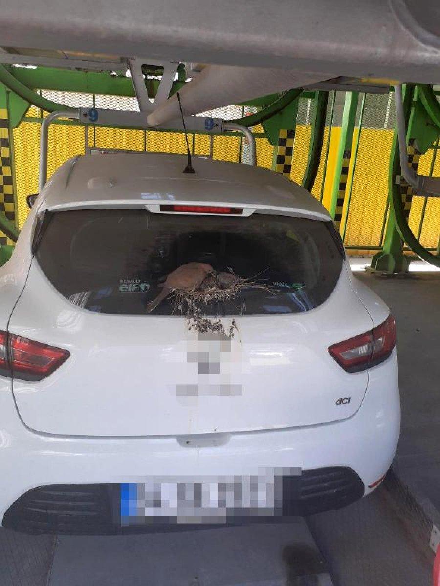 Kuşlar yuva yaptı diye 2 aydır aracını kullanmıyor