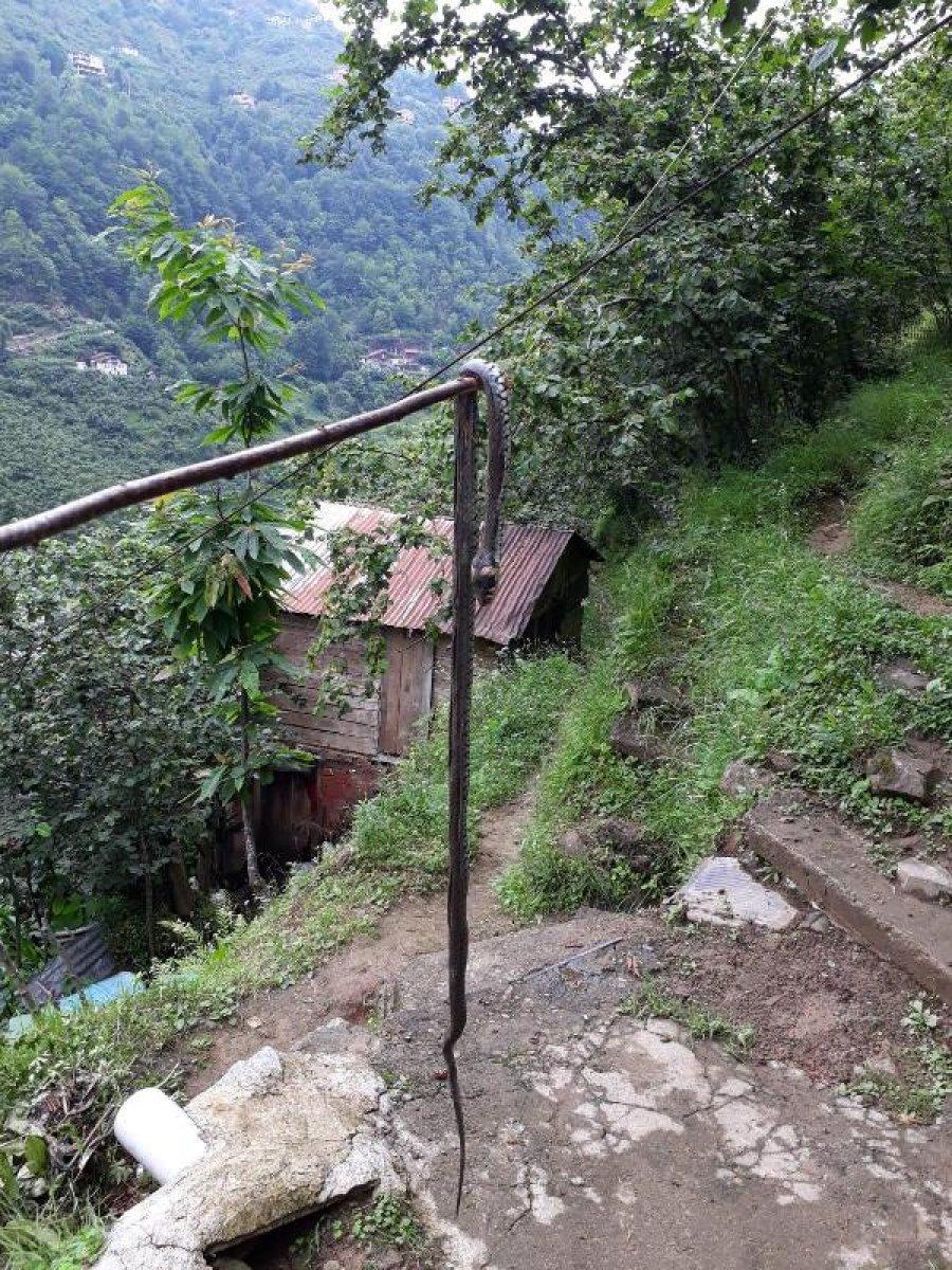 Ölümcül yılanlar Karadeniz'de görülmeye başlandı