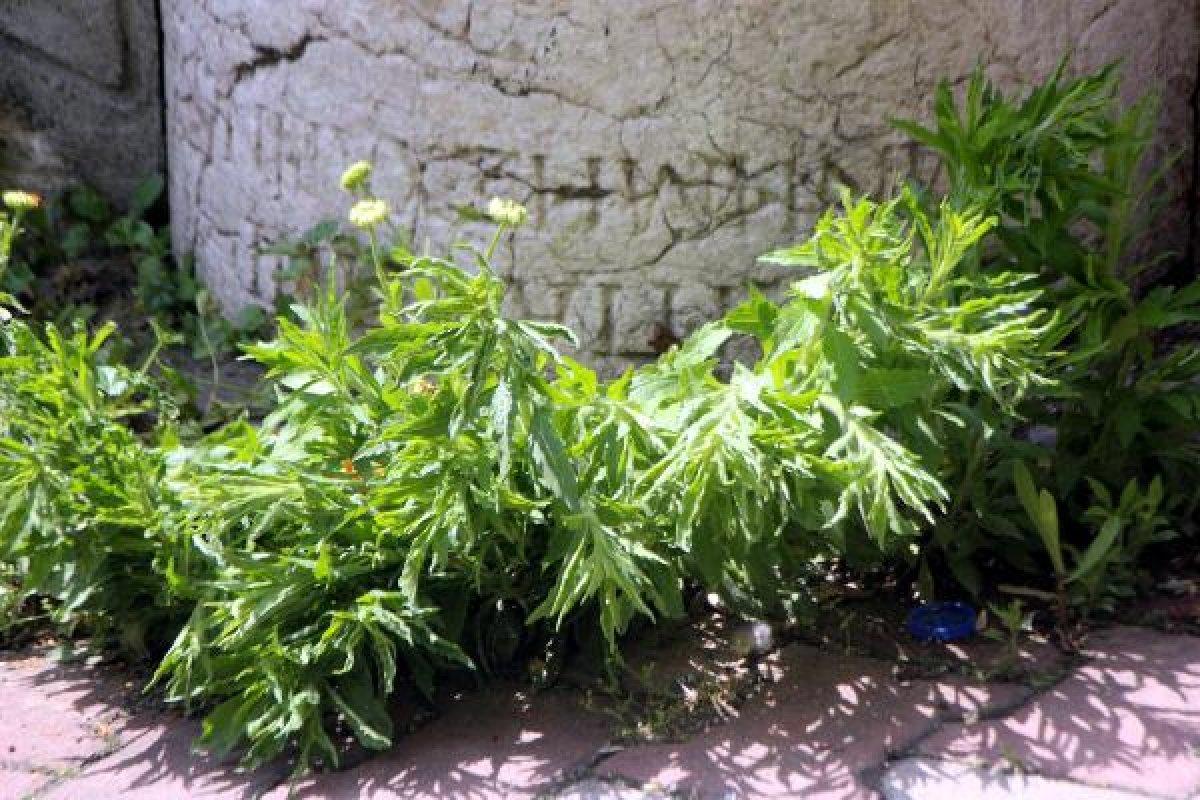 Bolu'da tarihi sütunun üstüne duvar ördüler