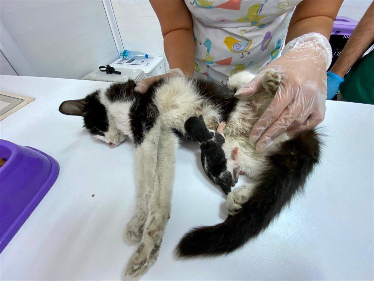 Adana'nın mucize kedisi hayata tutundu