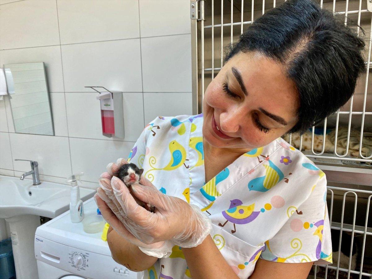 Adana'nın mucize kedisi hayata tutundu