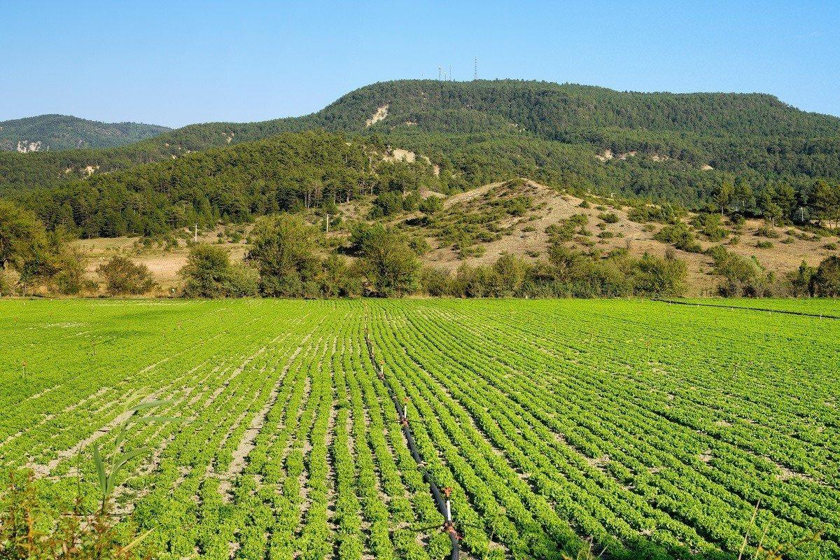 Çiftçiye Hazine'den ücretsiz arazi verilecek