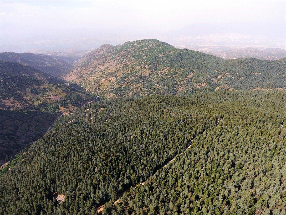 Kahramanmaraş'ta yanan ormanlık alanlar ağaçlandırılıyor