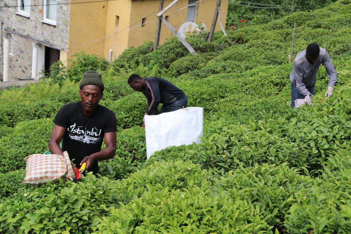 Rize'de, çay bahçeleri yabancı uyruklu işçilerle doldu