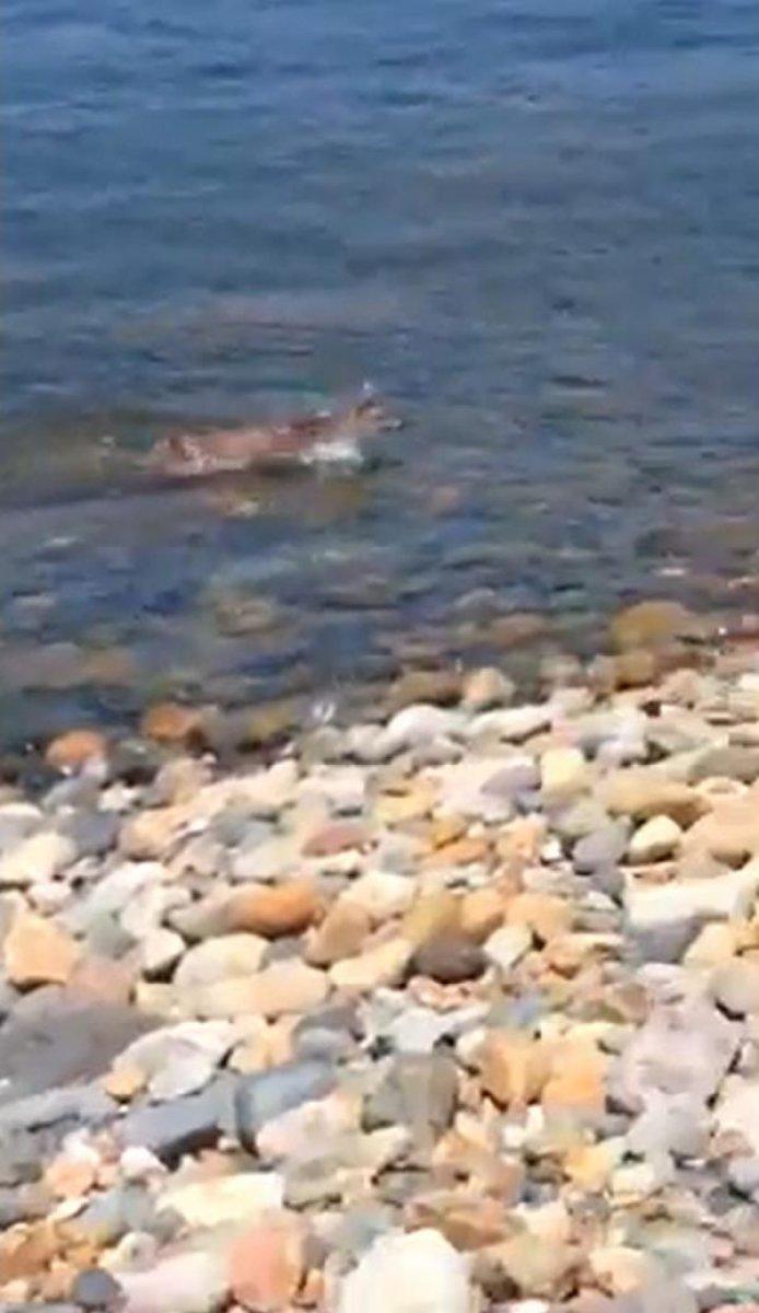 Rize'de denizdeki domuzu tekne dalgasıyla karaya çıkarttı