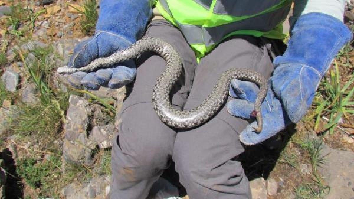 Tunceli'de zehirli 'Wagner kaya engereği' bulundu
