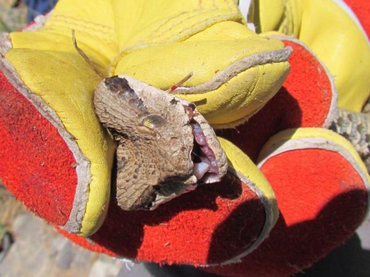 Tunceli'de zehirli 'Wagner kaya engereği' bulundu