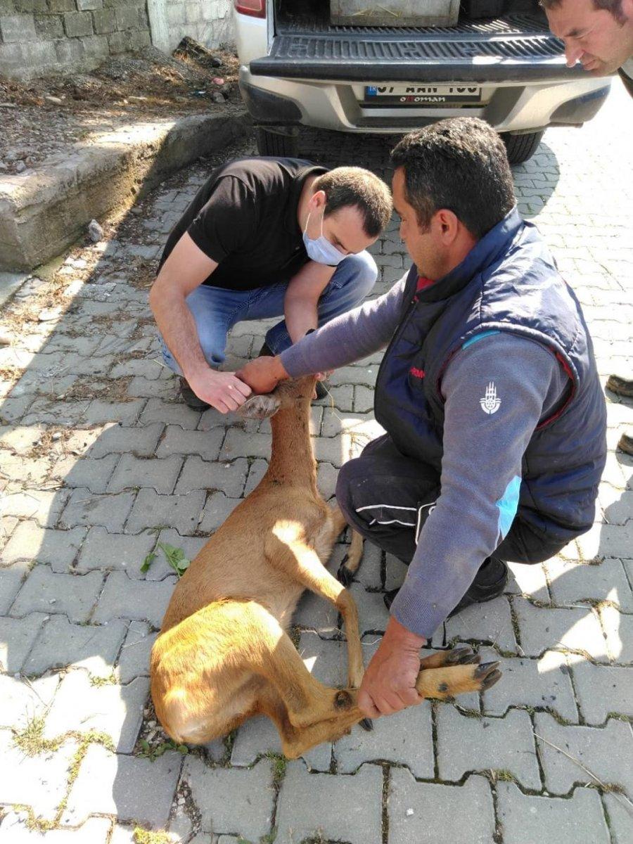 Sinop'ta mezarlıkta mahsur kalan karaca kurtarıldı