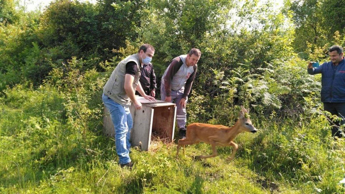 Sinop'ta mezarlıkta mahsur kalan karaca kurtarıldı