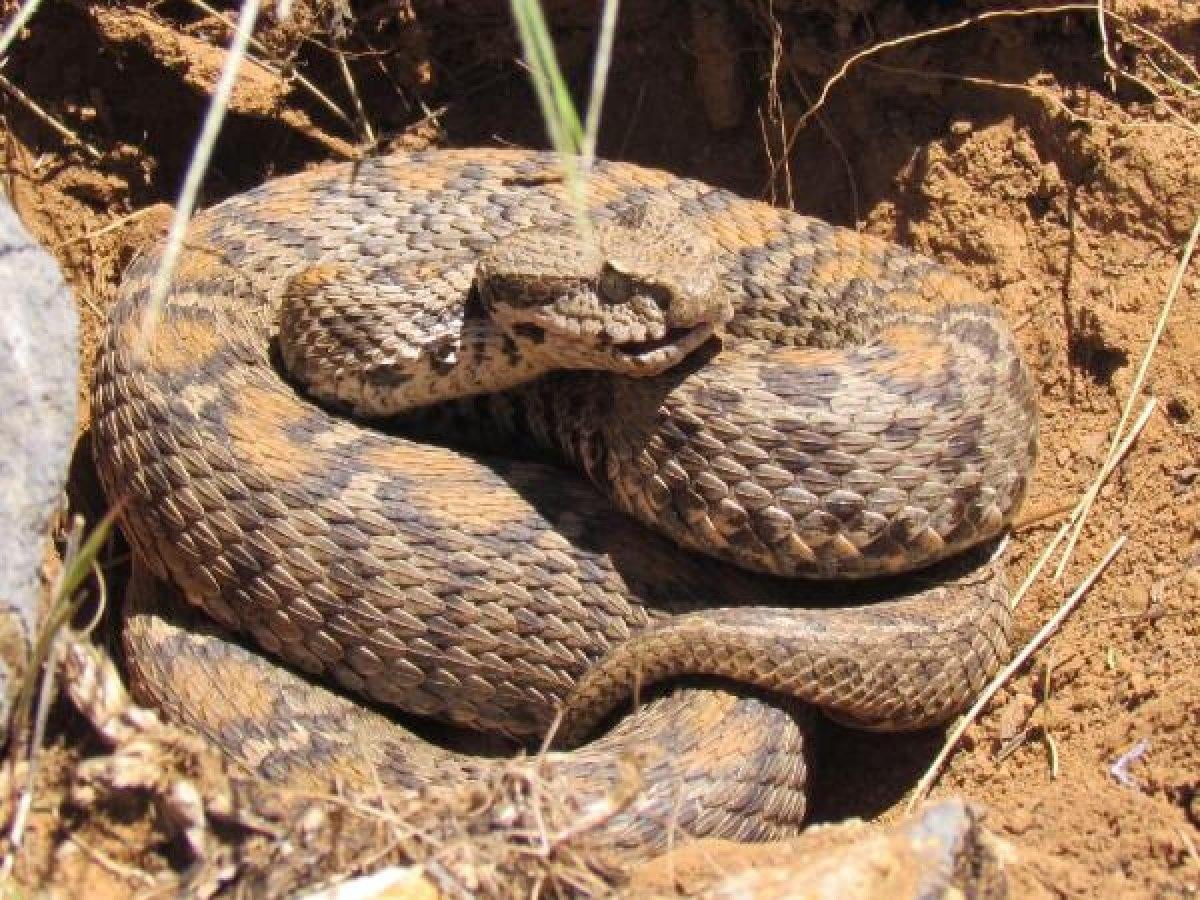 Tunceli'de zehirli 'Wagner kaya engereği' bulundu