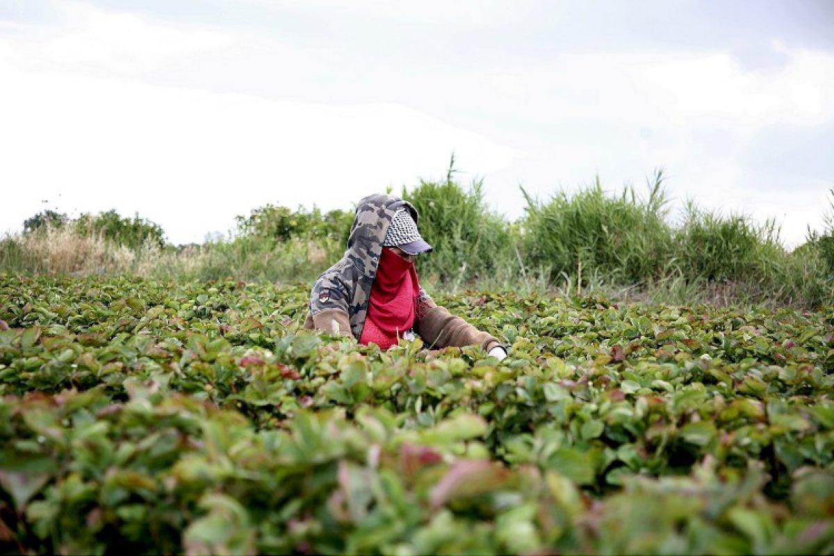 Mersinli kadınların zorlu çilek hasadı