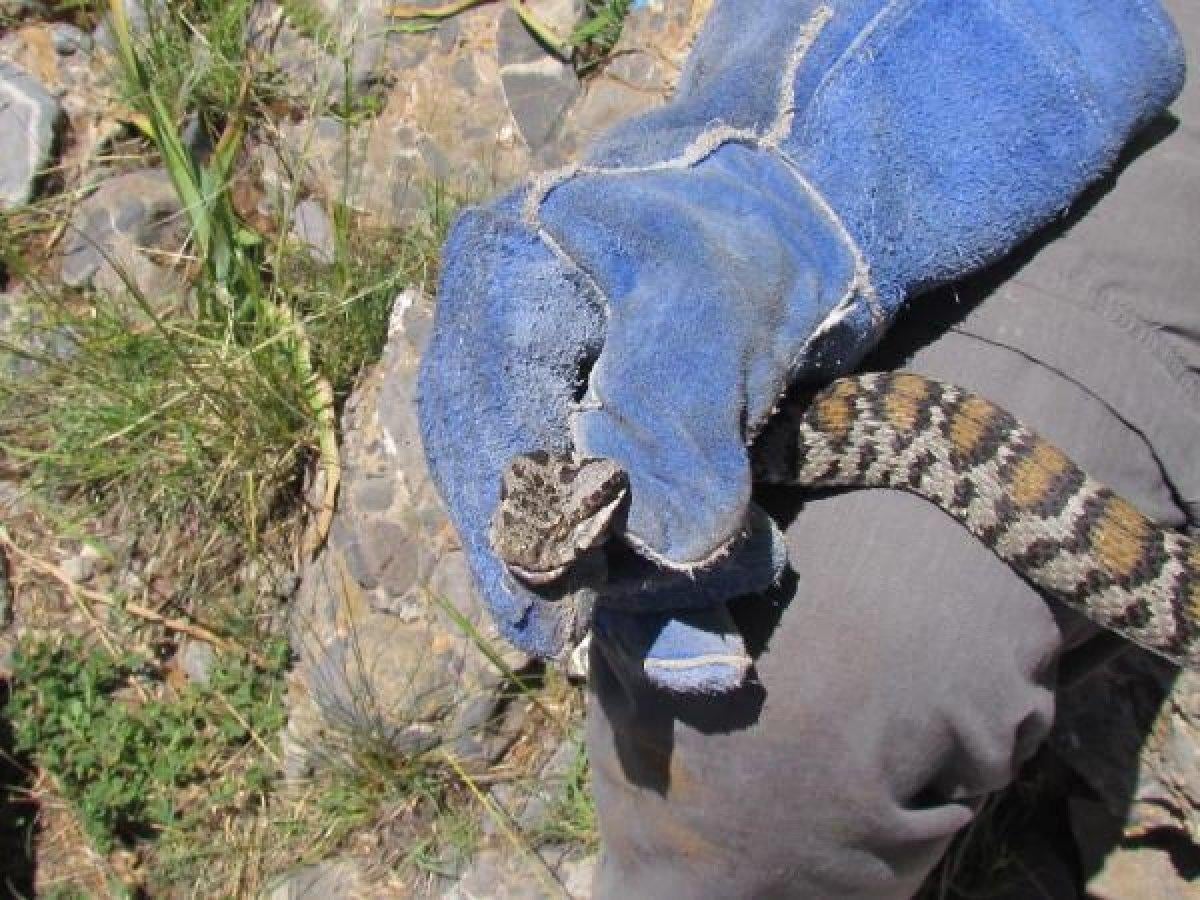 Tunceli'de zehirli 'Wagner kaya engereği' bulundu