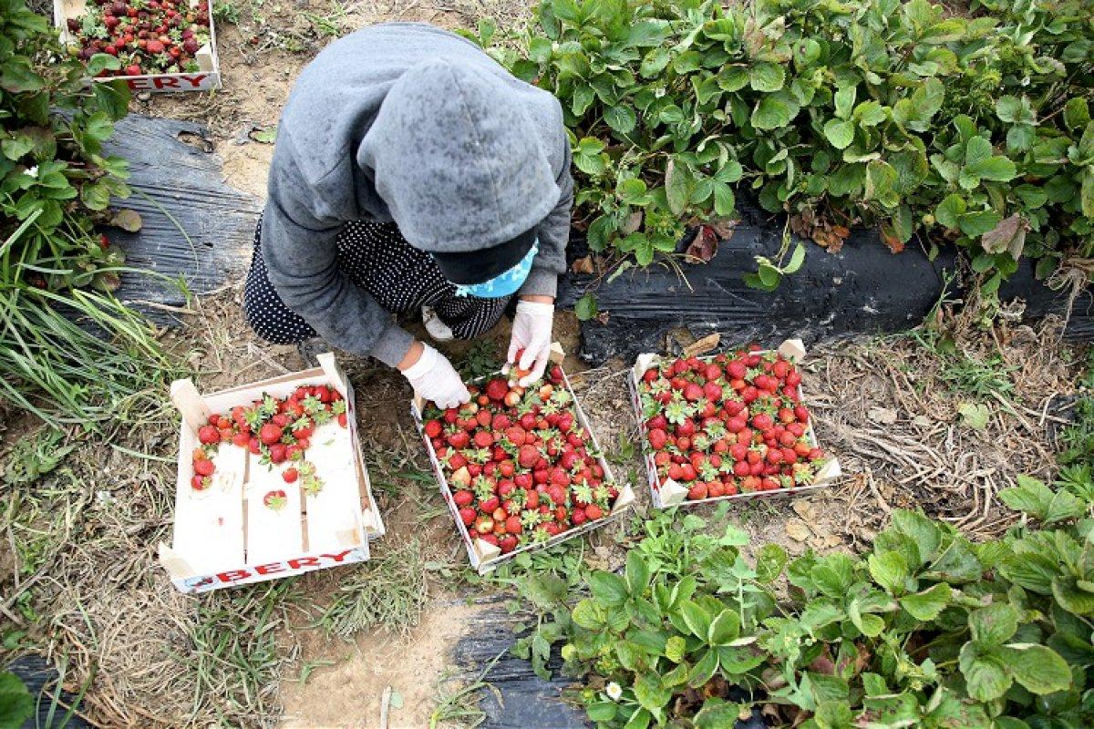 Mersinli kadınların zorlu çilek hasadı