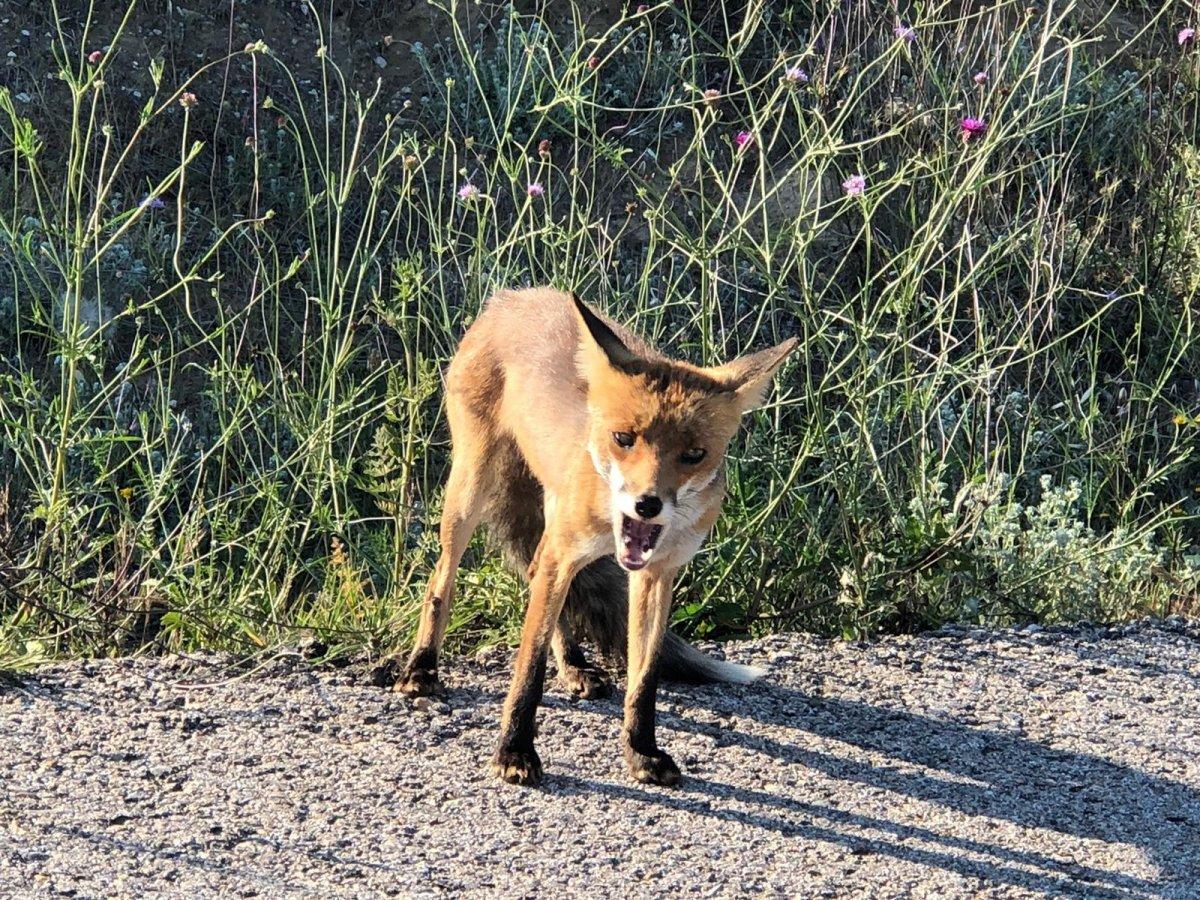 Öğretmen, yolda rastladığı tilkiyle sohbet etti