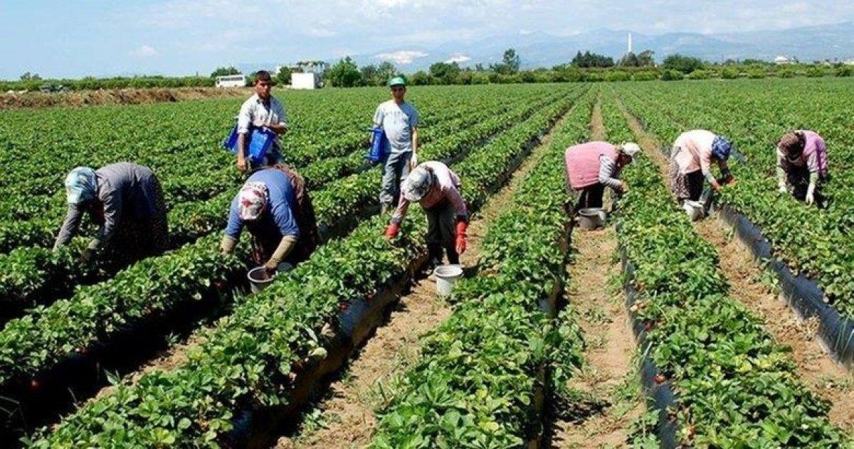 Çiftçilere 780 milyon lira hasar tazminatı ödenecek