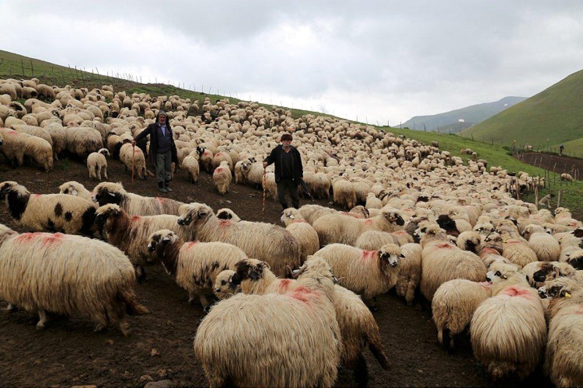Ordulu Süleyman Dede, çobanlıkta gençlerle yarışıyor
