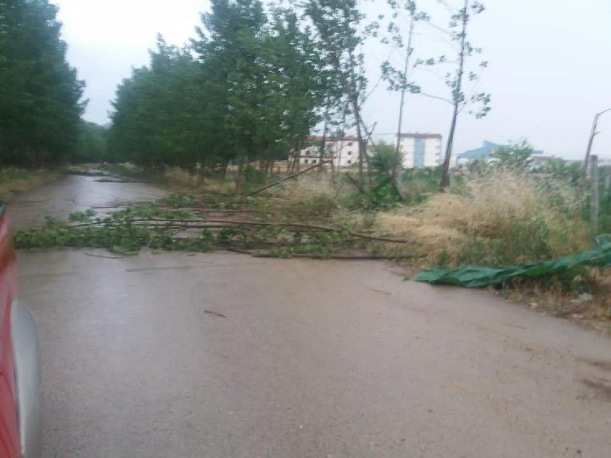 Bilecik'te şiddetli rüzgar ağaçları kökünden söktü