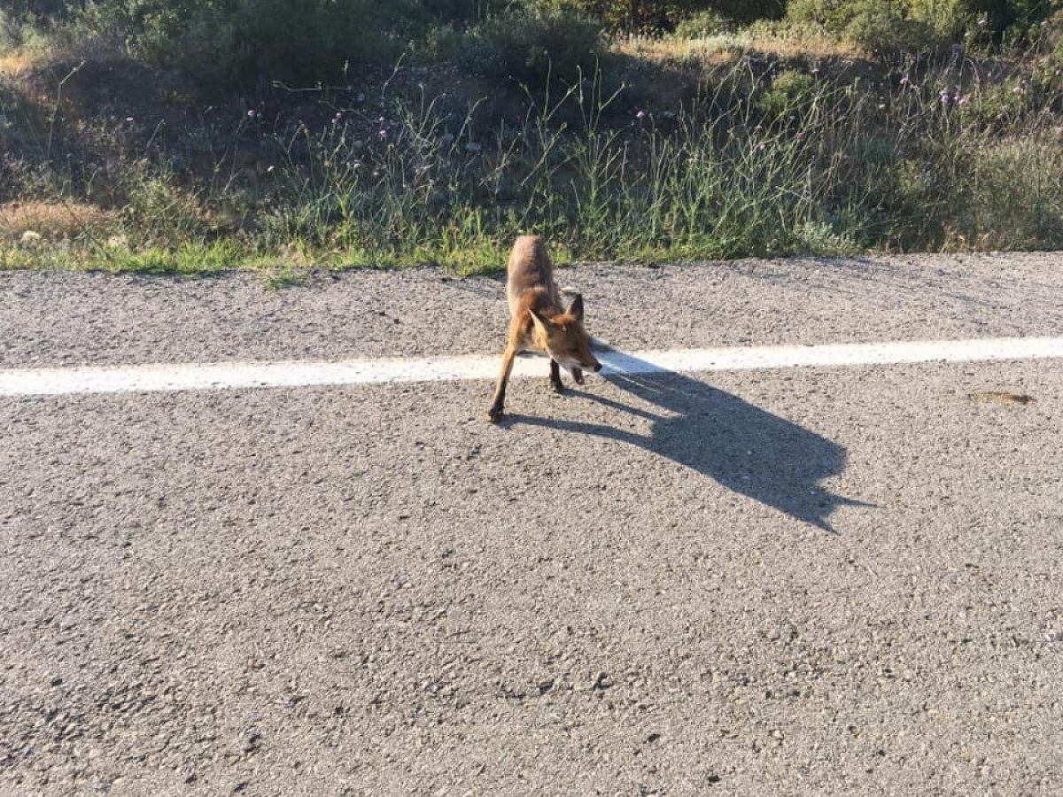 Öğretmen, yolda rastladığı tilkiyle sohbet etti
