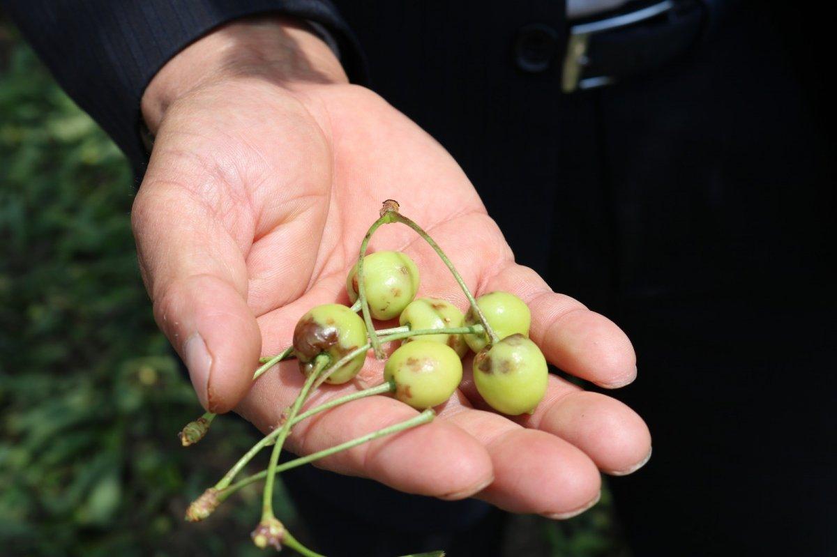 Bursa'da 6 bin ton kirazı dolu vurdu