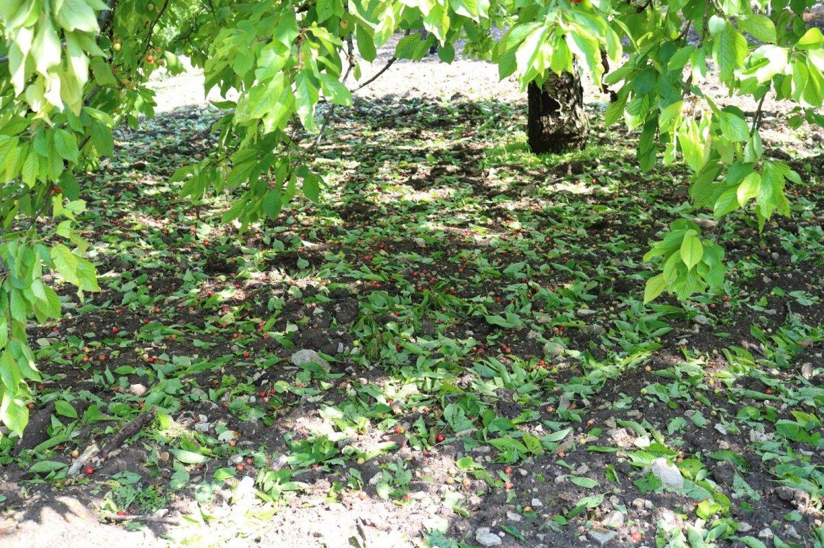 Bursa'da 6 bin ton kirazı dolu vurdu