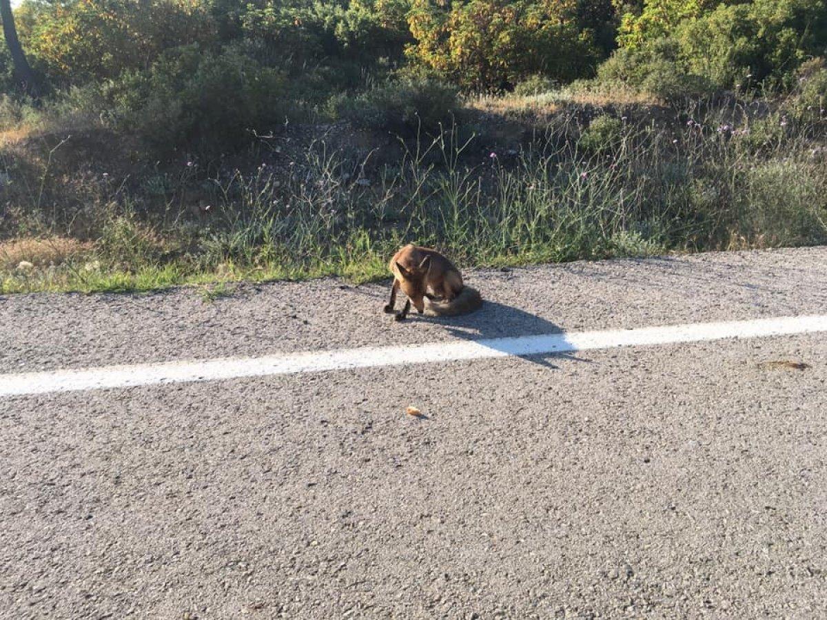 Öğretmen, yolda rastladığı tilkiyle sohbet etti