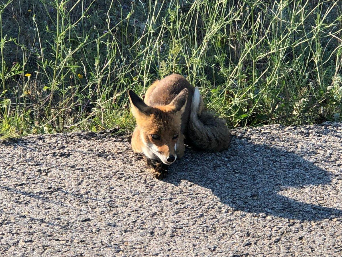 Öğretmen, yolda rastladığı tilkiyle sohbet etti