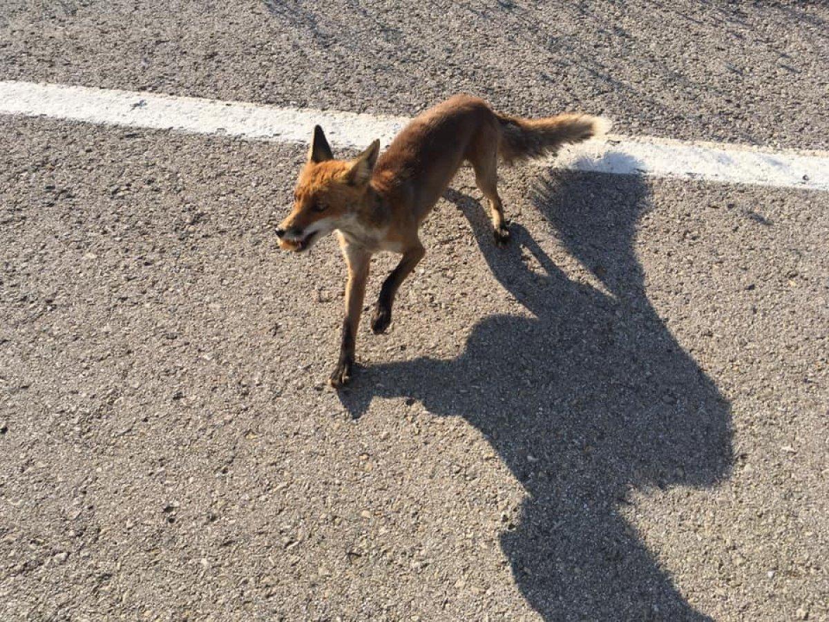 Öğretmen, yolda rastladığı tilkiyle sohbet etti