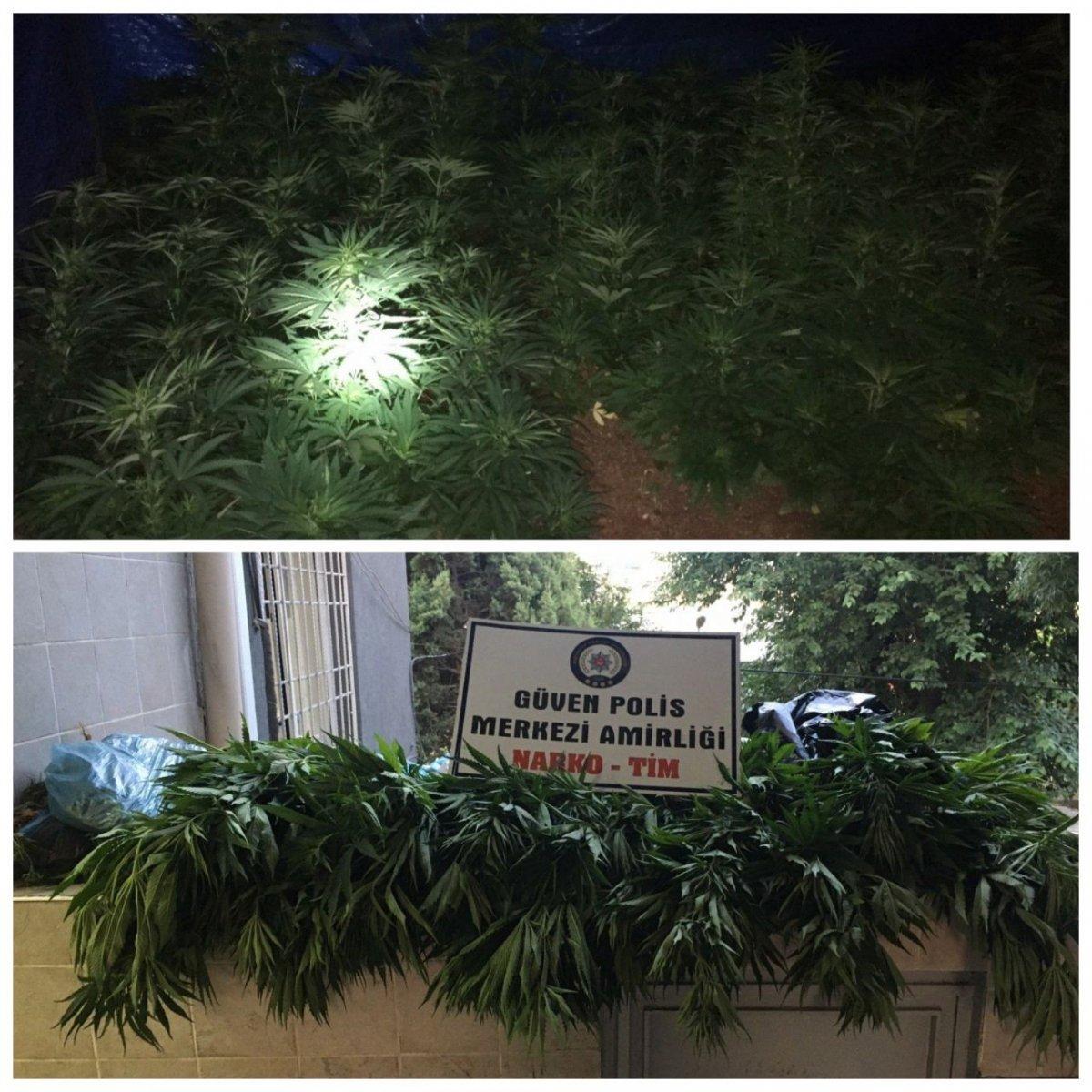 Gaziantep'te 500 kök Hint keneviri ele geçirildi