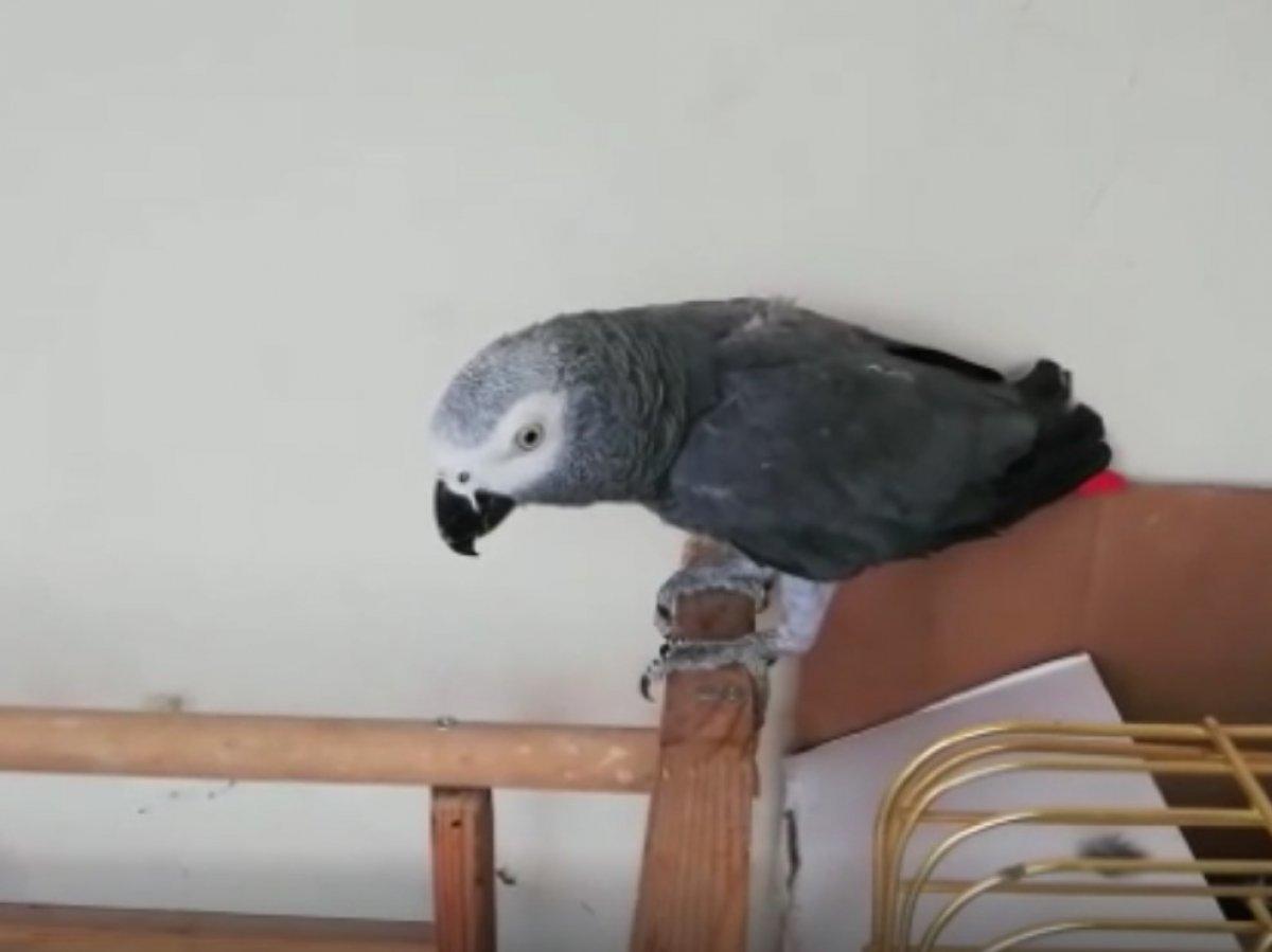 İstanbul'da papağan satan şüpheli yakalandı