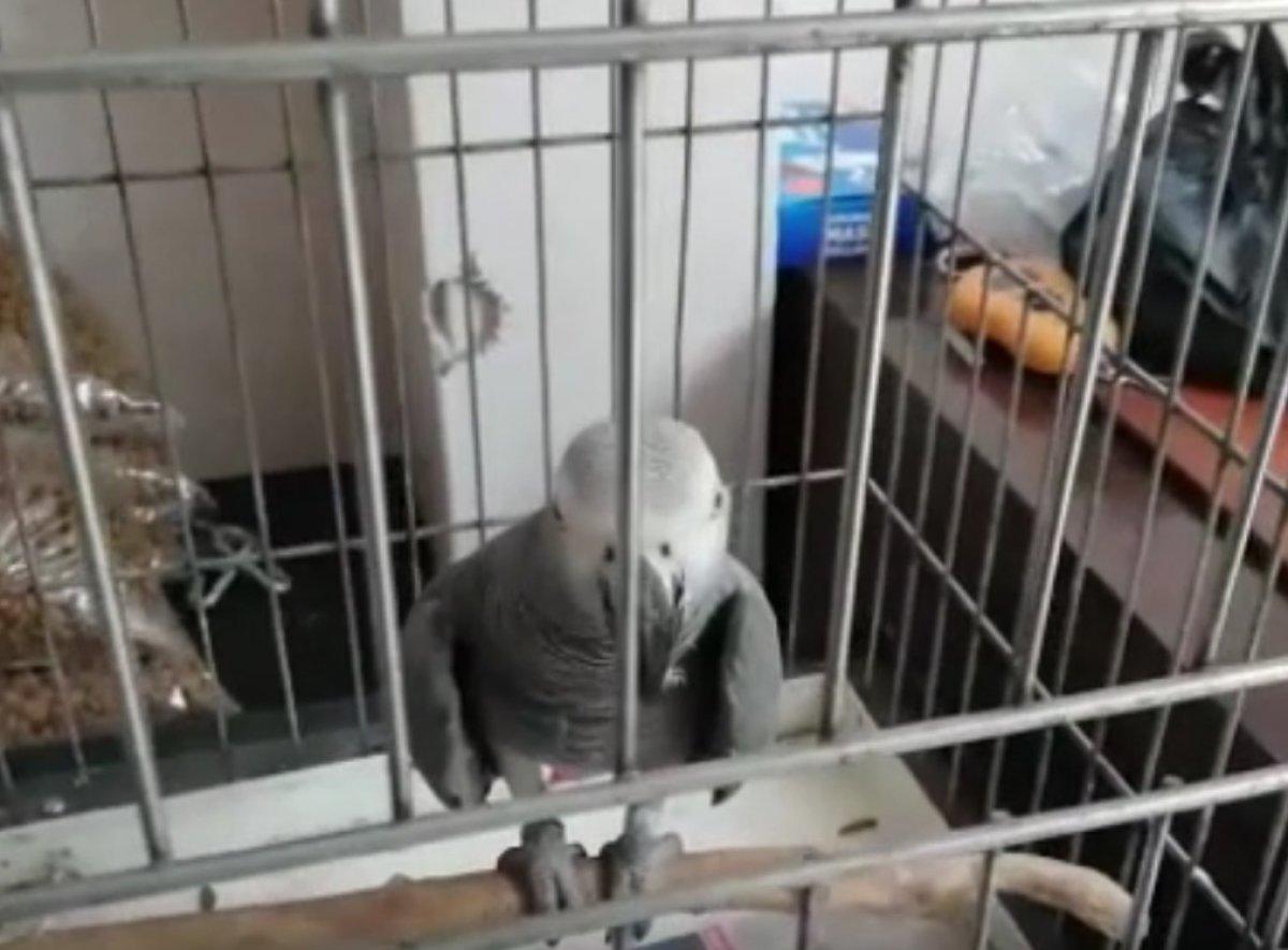 İstanbul'da papağan satan şüpheli yakalandı