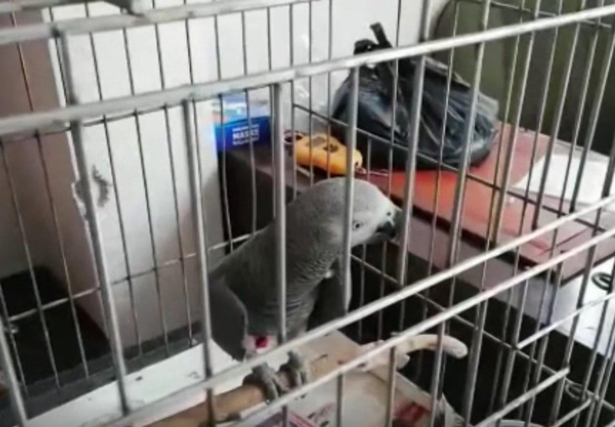 İstanbul'da papağan satan şüpheli yakalandı