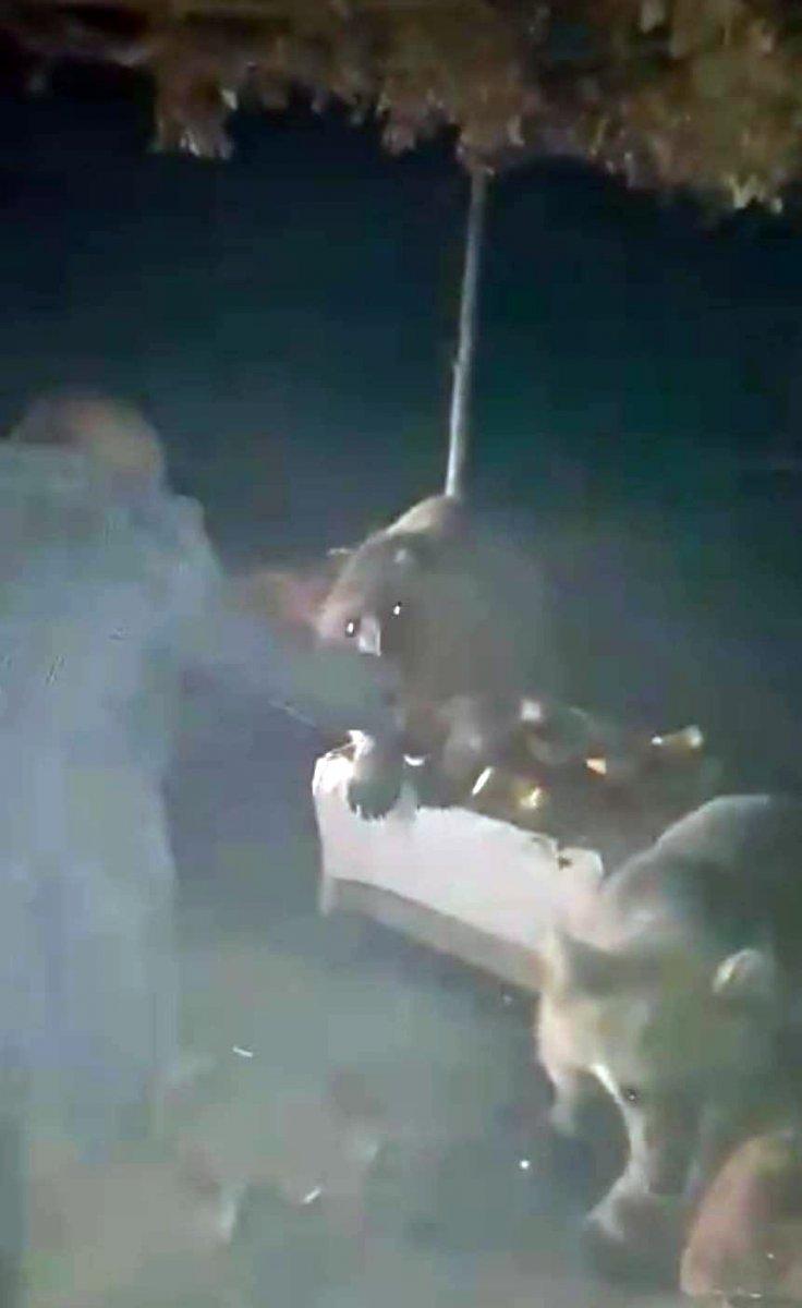 Bitlis'te piknikçilere ayı sürprizi