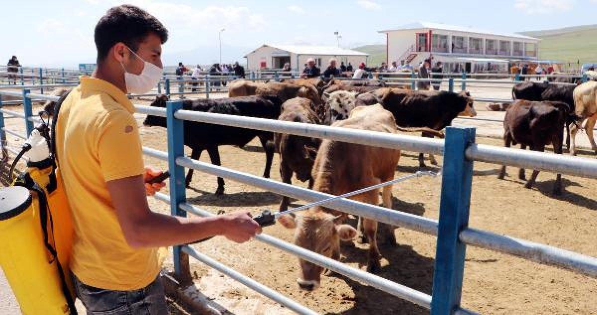 Hayvan pazarlarında yeni dönem: Sopalı pazarlık