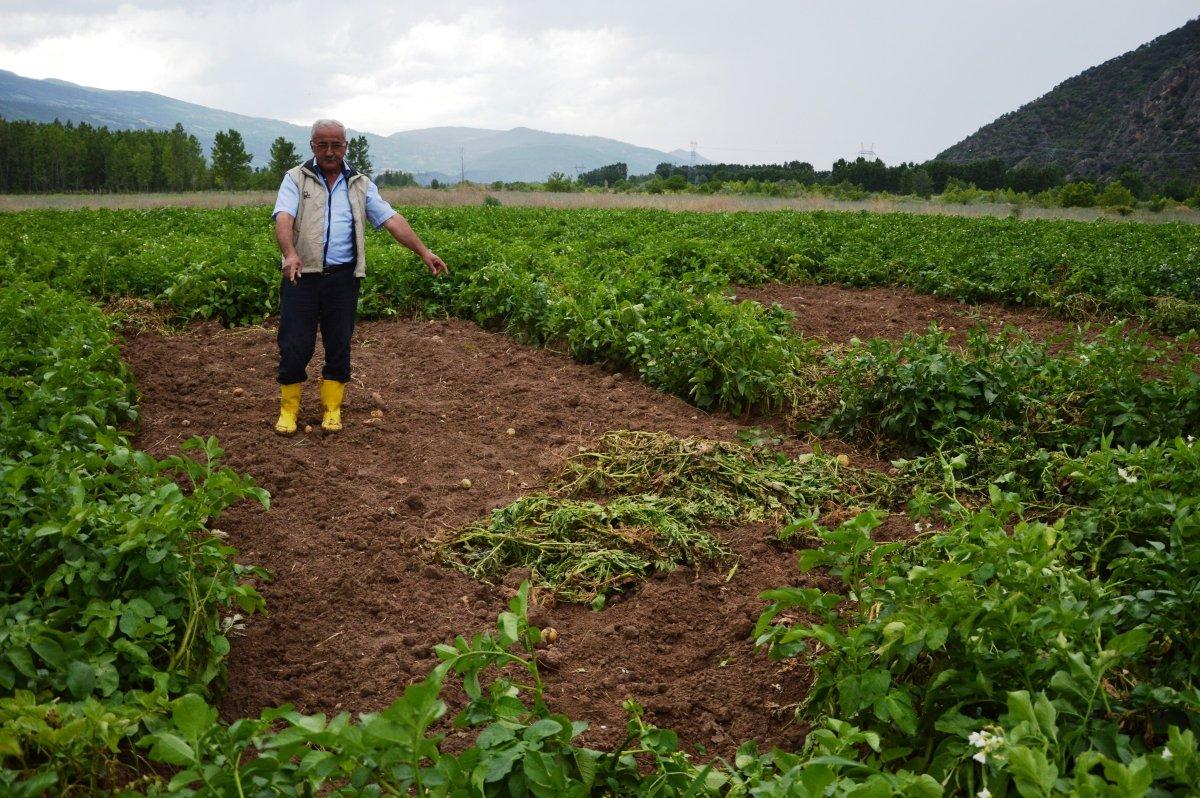 Tokat'ta tarladan bir ton patates çalındı