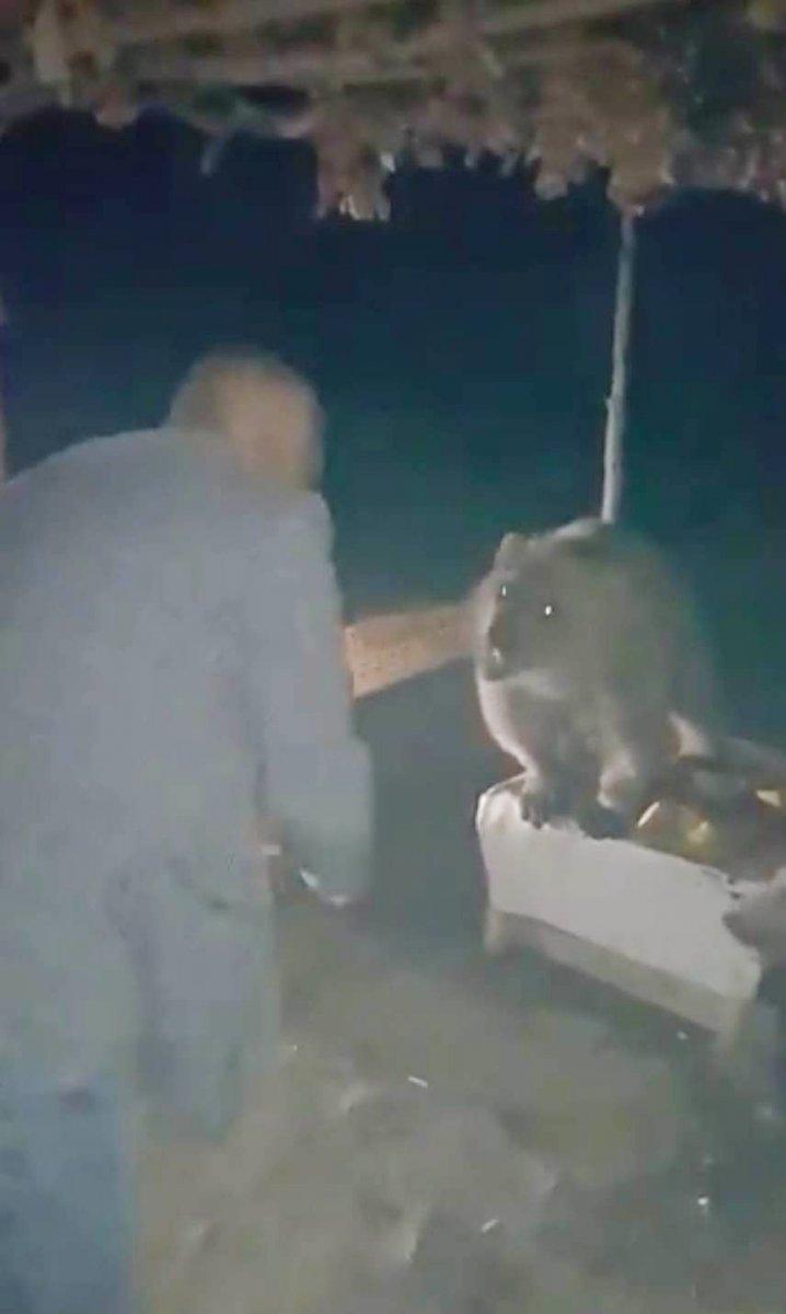 Bitlis'te piknikçilere ayı sürprizi