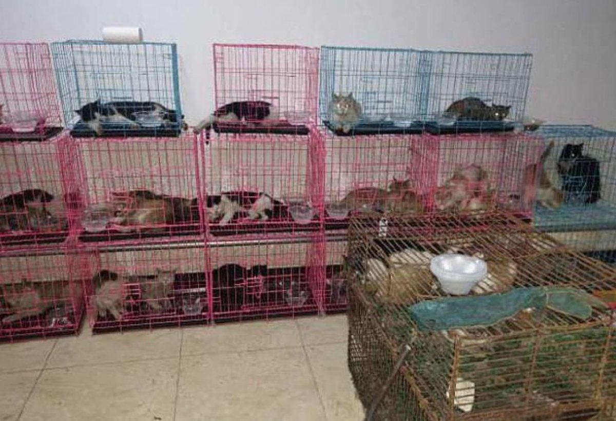 Çin'de yemek için kafeslerde tutulan 700 kedi kurtarıldı