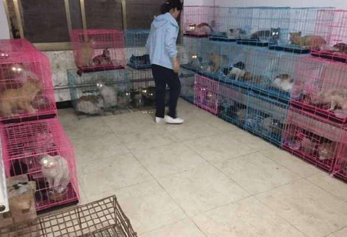 Çin'de yemek için kafeslerde tutulan 700 kedi kurtarıldı