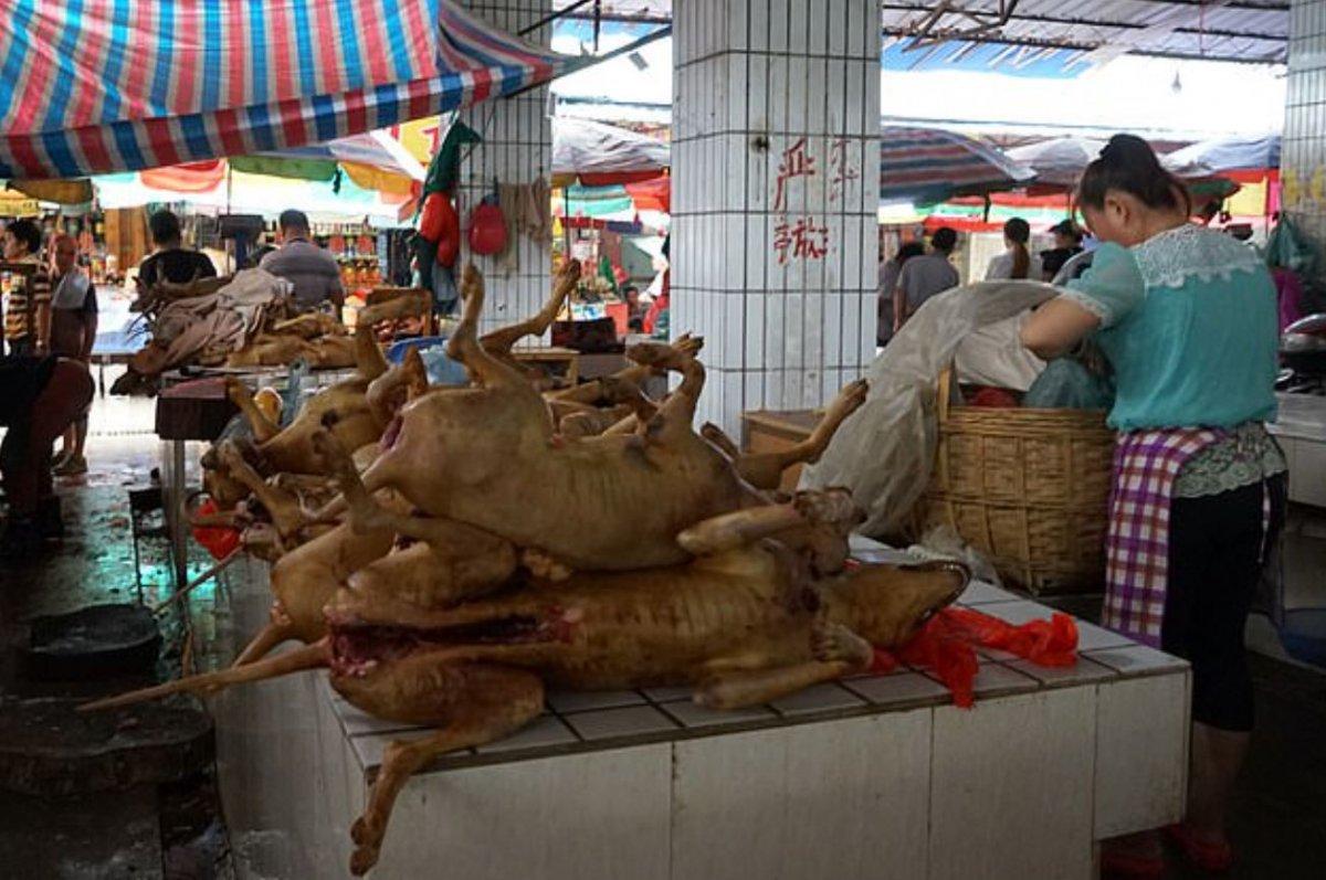 Çin'de yemek için kafeslerde tutulan 700 kedi kurtarıldı