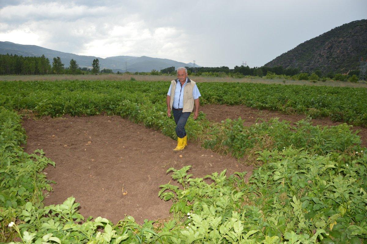 Tokat'ta tarladan bir ton patates çalındı