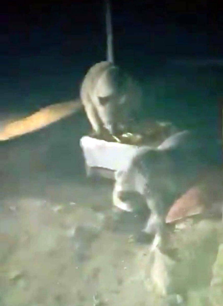 Bitlis'te piknikçilere ayı sürprizi