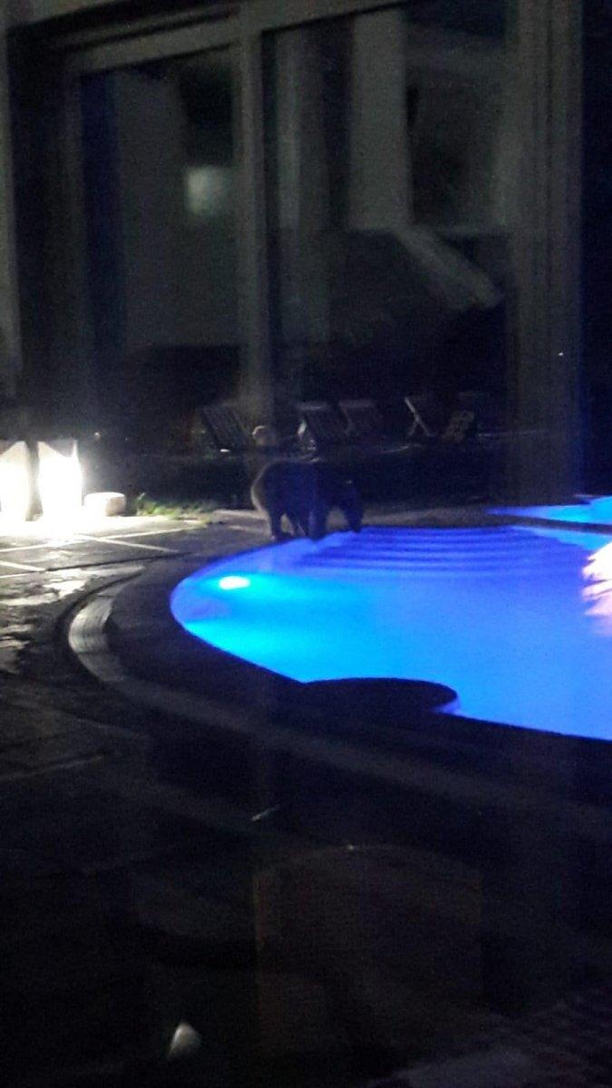 Bilecik'te sıcaktan bunalan yavru ayı, havuza girdi