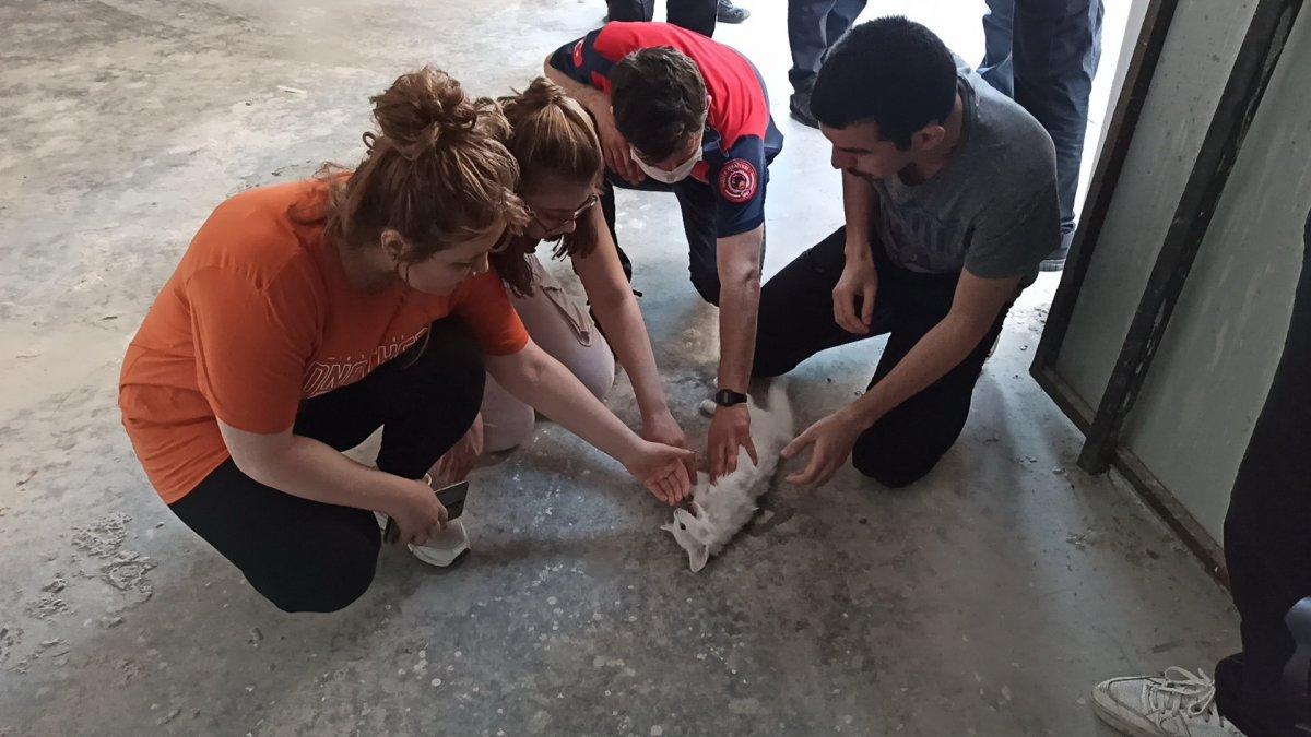 Düzce'de kediyi kurtarmak için kalp masajı yaptı