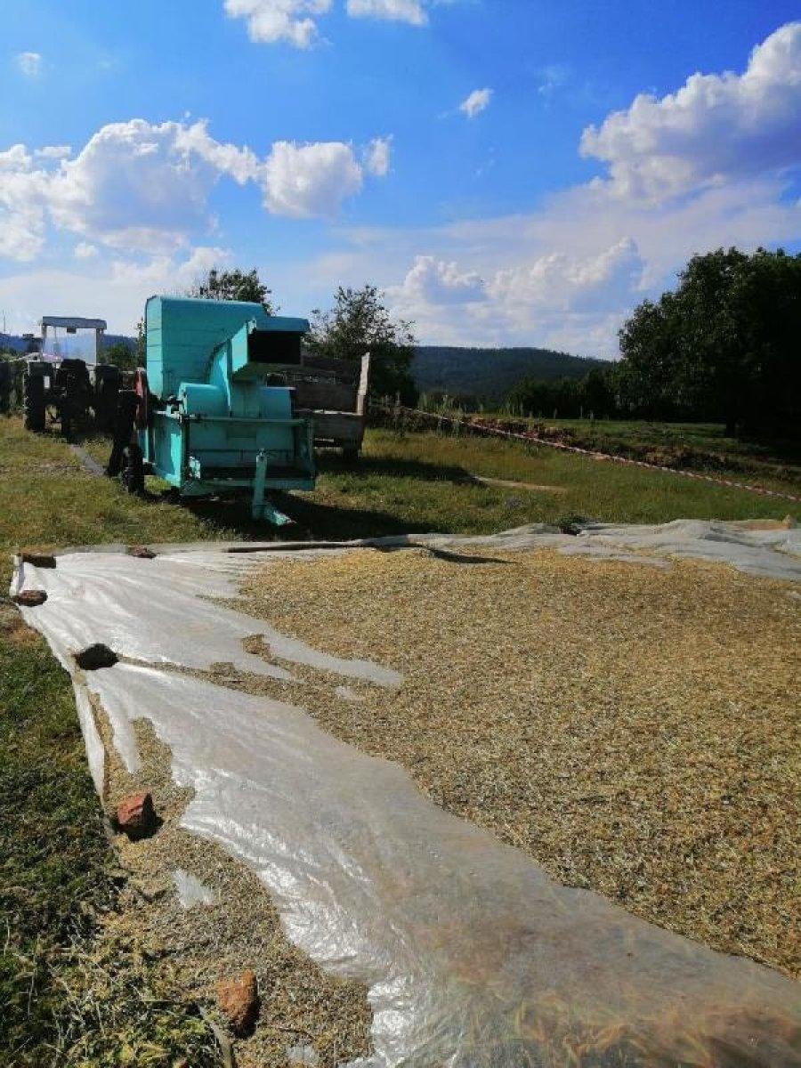 Denizli'de hasat yapan çiftçi patoz makinesine düştü