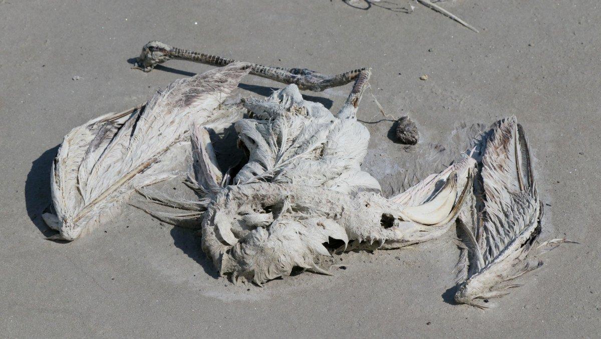 Tuz Gölü'nde flamingoların esrarengiz ölümü