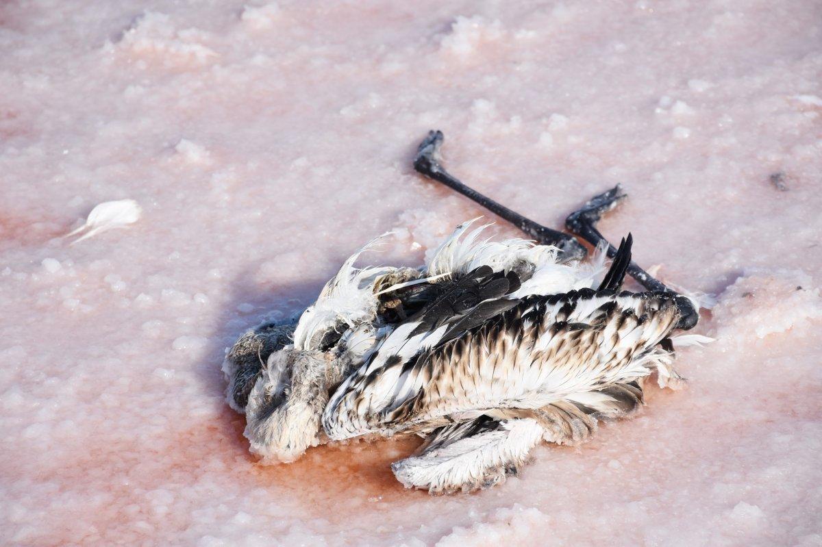 Tuz Gölü'nde flamingoların esrarengiz ölümü