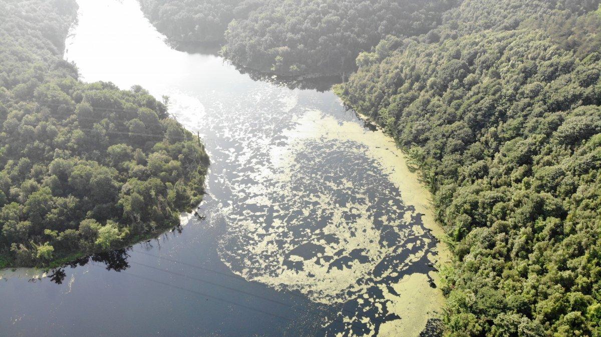 Elmalı Barajı, yeşil tabakayla kaplandı