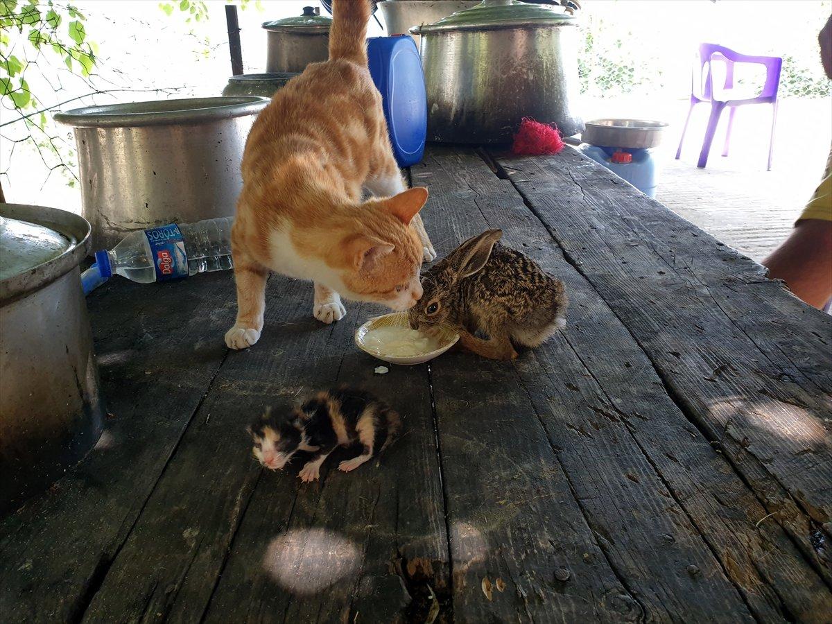 Osmaniye'de ev kedisi, yavru tavşana anne oldu