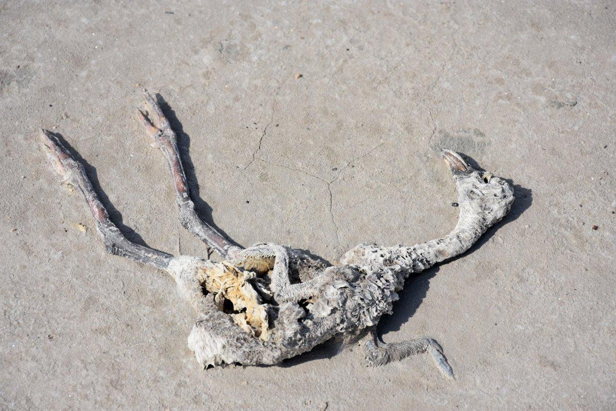 Tuz Gölü'nde flamingoların esrarengiz ölümü